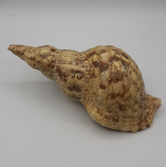 Tritons Trumpet CHARONIA TRITONIS 8 1/2" Natural Shell Large Home Decor - Picture 3 of 7